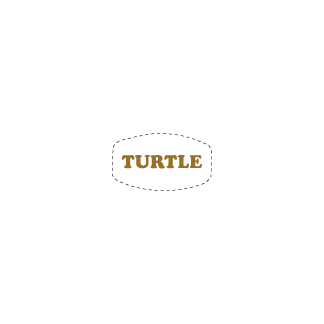 Turtle on white